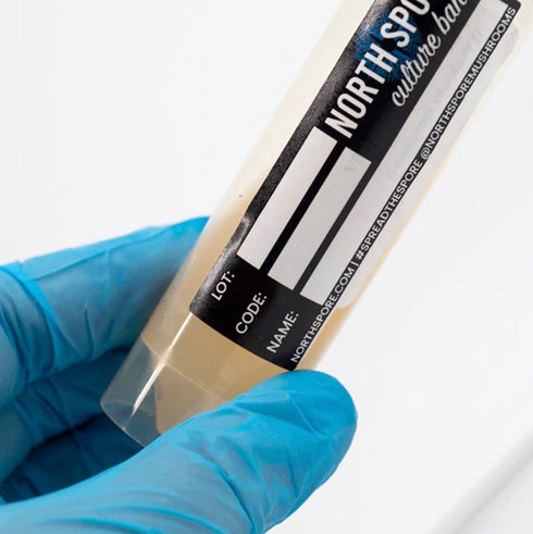 Blue Oyster Mushroom Slant Culture